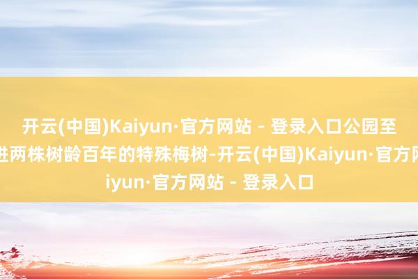 开云(中国)Kaiyun·官方网站 - 登录入口公园至极在春节前引进两株树龄百年的特殊梅树-开云(中国)Kaiyun·官方网站 - 登录入口